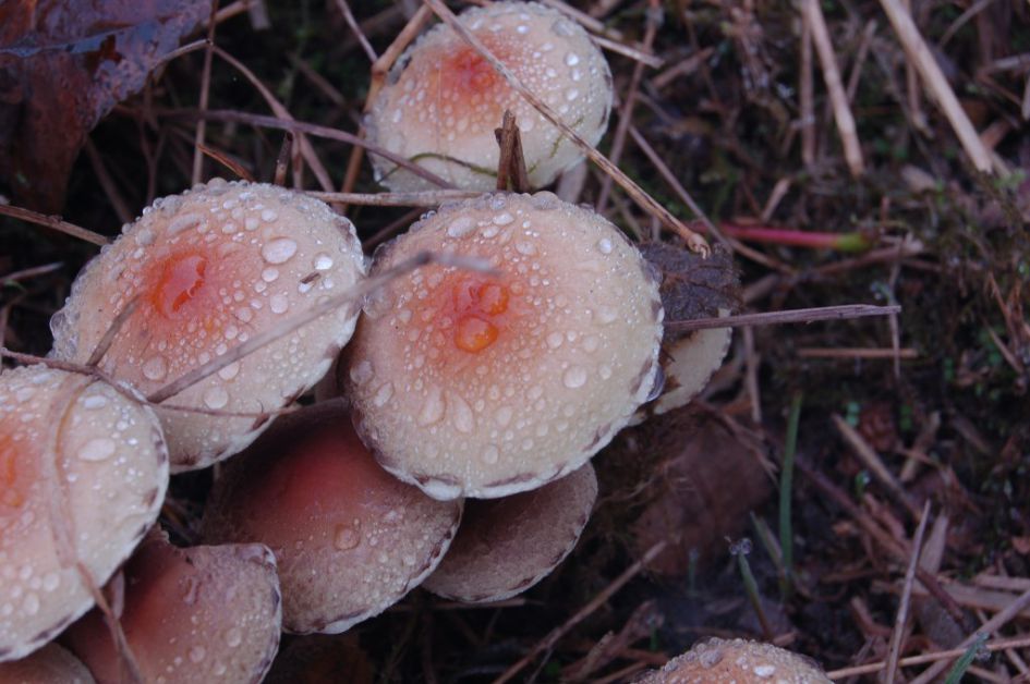 Zal niet mee vallen.